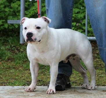 Goliath De Kenny's Family