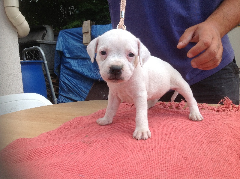 De Kenny's Family - Staffordshire Bull Terrier - Portée née le 15/05/2014