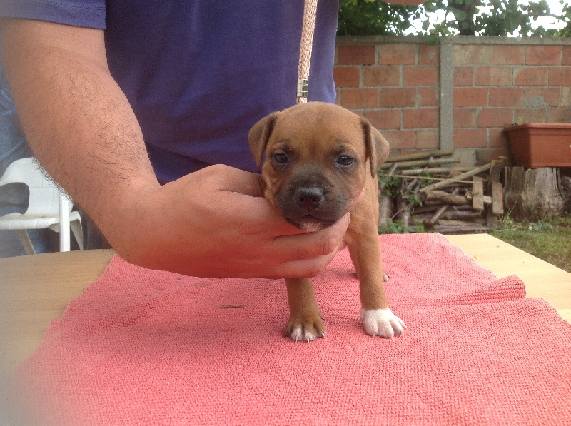 De Kenny's Family - Staffordshire Bull Terrier - Portée née le 15/05/2014